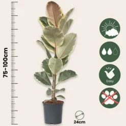 Gummitræ - Ficus Elastica 'Tineke' - Højde 75-100cm - ⌀24cm