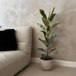 Gummitræ - Ficus Elastica 'Tineke' - Højde 75-100cm - ⌀24cm