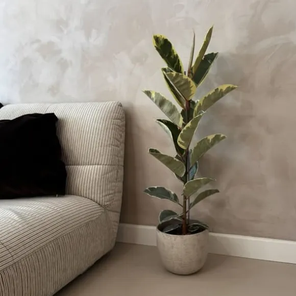 Gummitræ - Ficus Elastica 'Tineke' - Højde 75-100cm - ⌀24cm