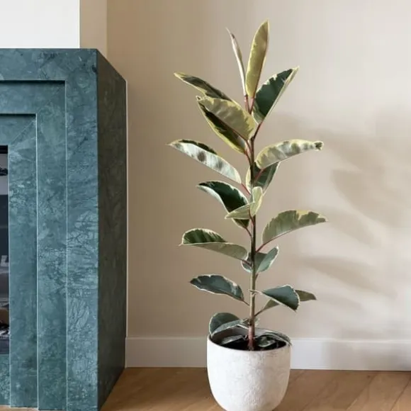 Gummitræ - Ficus Elastica 'Tineke' - Højde 75-100cm - ⌀24cm