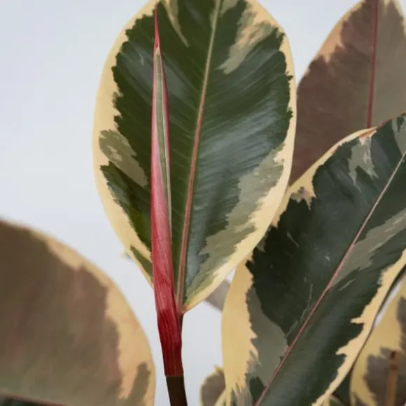 Gummitræ - Ficus Elastica 'Tineke' - Højde 75-100cm - ⌀24cm