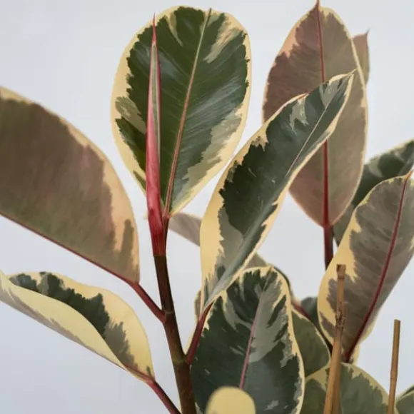Gummitræ - Ficus Elastica 'Tineke' - Højde 75-100cm - ⌀24cm