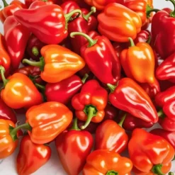 Habanero rød chili peber 0,15 g PlantiCo frø