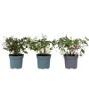 Havefuchsia - Sæt med 3 - Fuchsia magellanica - Højde 10-20cm - ⌀9cm