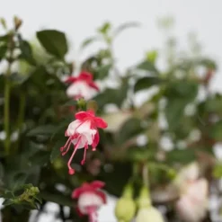 Havefuchsia - Sæt med 3 - Fuchsia magellanica - Højde 10-20cm - ⌀9cm