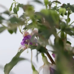 Havefuchsia - Sæt med 3 - Fuchsia magellanica - Højde 10-20cm - ⌀9cm