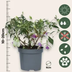 Havefuchsia - Sæt med 6 - Fuchsia magellanica - Højde 10-20cm - ⌀9cm