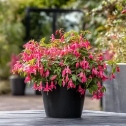 Havefuchsia - Sæt med 6 - Fuchsia magellanica - Højde 10-20cm - ⌀9cm