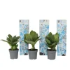 Havehortensia - Sæt 3 - Hydrangea macrophylla 'Bavaria' - Højde 25-40cm - ⌀9cm