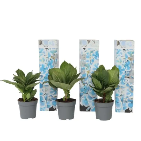 Havehortensia - Sæt 3 - Hydrangea macrophylla 'Bavaria' - Højde 25-40cm - ⌀9cm