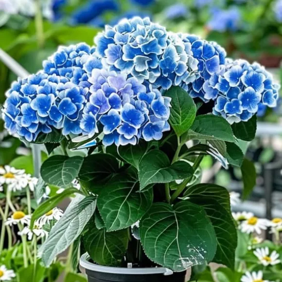 Havehortensia - Sæt 3 - Hydrangea macrophylla 'Bavaria' - Højde 25-40cm - ⌀9cm