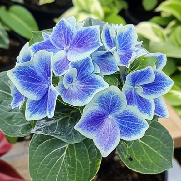 Havehortensia - Sæt 3 - Hydrangea macrophylla 'Bavaria' - Højde 25-40cm - ⌀9cm