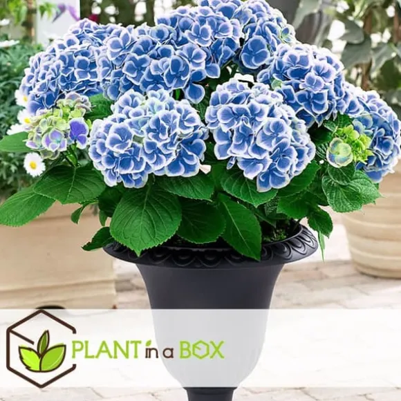 Havehortensia - Sæt 3 - Hydrangea macrophylla 'Bavaria' - Højde 25-40cm - ⌀9cm