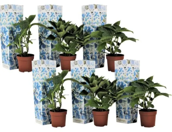 Havehortensia - Sæt 6 - Hydrangea macrophylla 'Bavaria' - Højde 25-40cm - ⌀9cm