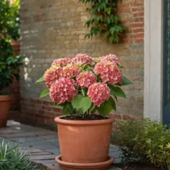 Havehortensia - Sæt med 6 - Hydrangea 'Early Pink' - Højde 25-40cm - ⌀9cm
