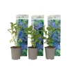Havehortensia - Sæt med 3 - Hydrangea 'Early Blue' - Højde 25-40cm - ⌀9cm