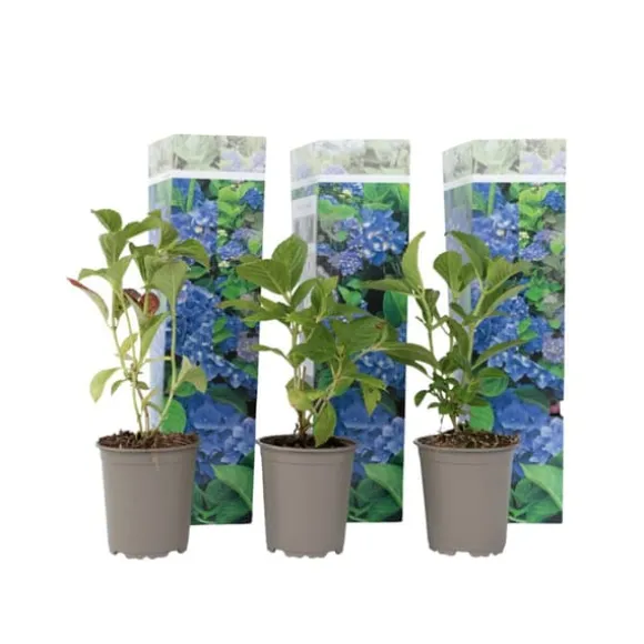 Havehortensia - Sæt med 3 - Hydrangea 'Early Blue' - Højde 25-40cm - ⌀9cm