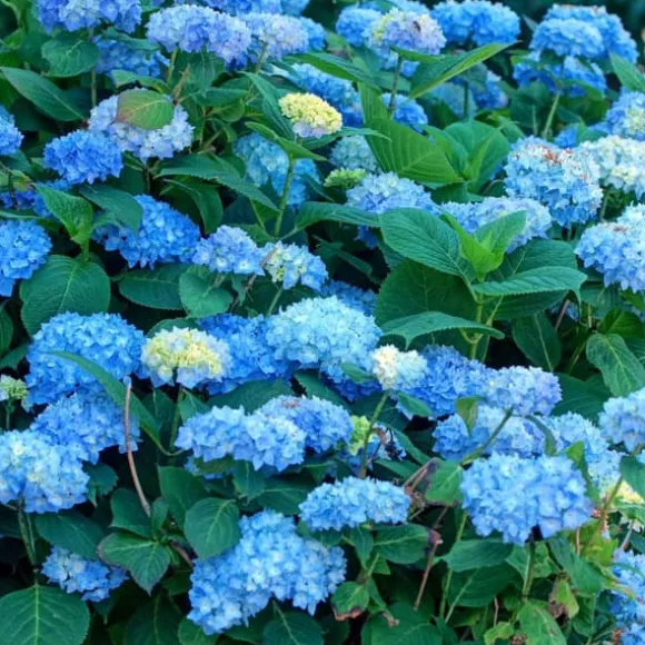 Havehortensia - Sæt med 3 - Hydrangea 'Early Blue' - Højde 25-40cm - ⌀9cm