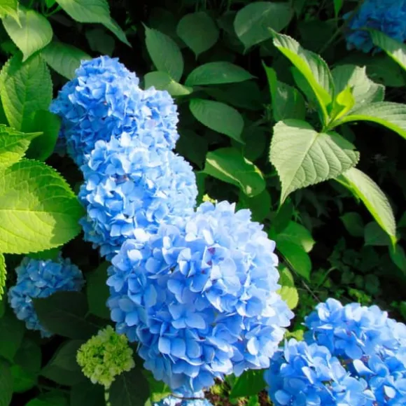 Havehortensia - Sæt med 3 - Hydrangea 'Early Blue' - Højde 25-40cm - ⌀9cm