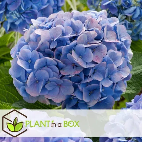 Havehortensia - Sæt med 3 - Hydrangea 'Early Blue' - Højde 25-40cm - ⌀9cm