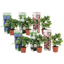 Havehortensia - Sæt med 6 - Hydrangea macrophylla - Højde 25-40cm - ⌀9cm
