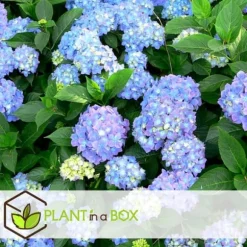 Havehortensia - Sæt med 6 - Hydrangea macrophylla - Højde 25-40cm - ⌀9cm