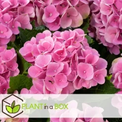 Havehortensia - Sæt med 6 - Hydrangea macrophylla - Højde 25-40cm - ⌀9cm