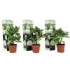 Havehortensia - Sæt med 3 - Hydrangea macrophylla 'Wudu' - Højde 25-40cm - ⌀9cm