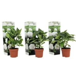 Havehortensia - Sæt med 3 - Hydrangea macrophylla 'Wudu' - Højde 25-40cm - ⌀9cm