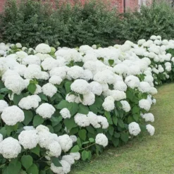 Havehortensia - Sæt med 3 - Hydrangea macrophylla 'Wudu' - Højde 25-40cm - ⌀9cm