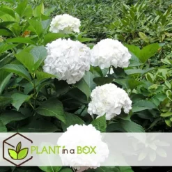 Havehortensia - Sæt med 3 - Hydrangea macrophylla 'Wudu' - Højde 25-40cm - ⌀9cm