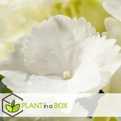Havehortensia - Sæt med 3 - Hydrangea macrophylla 'Wudu' - Højde 25-40cm - ⌀9cm