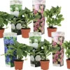 Havehortensia - Sæt med 6 - Hydrangea macrophylla - Højde 25-40cm - ⌀11cm
