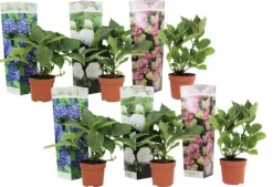 Havehortensia - Sæt med 6 - Hydrangea macrophylla - Højde 25-40cm - ⌀11cm