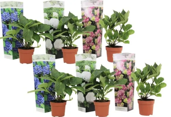 Havehortensia - Sæt med 6 - Hydrangea macrophylla - Højde 25-40cm - ⌀11cm