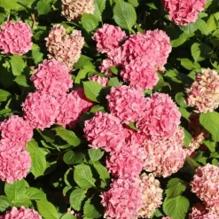 Havehortensia - Sæt med 6 - Hydrangea macrophylla - Højde 25-40cm - ⌀11cm