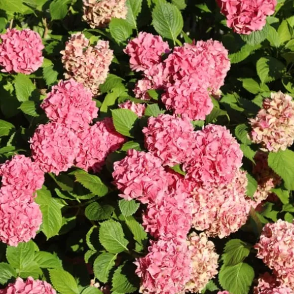 Havehortensia - Sæt med 6 - Hydrangea macrophylla - Højde 25-40cm - ⌀11cm