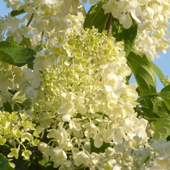Havehortensia - Sæt med 6 - Hydrangea macrophylla - Højde 25-40cm - ⌀11cm