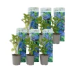 Havehortensia - Sæt med 6 - Hydrangea 'Early Blue' - Højde 25-40cm - ⌀9cm