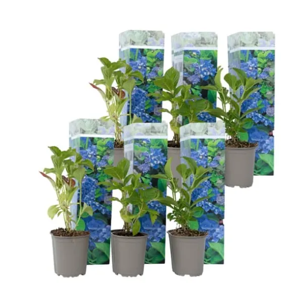 Havehortensia - Sæt med 6 - Hydrangea 'Early Blue' - Højde 25-40cm - ⌀9cm