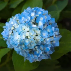 Havehortensia - Sæt med 6 - Hydrangea 'Early Blue' - Højde 25-40cm - ⌀9cm