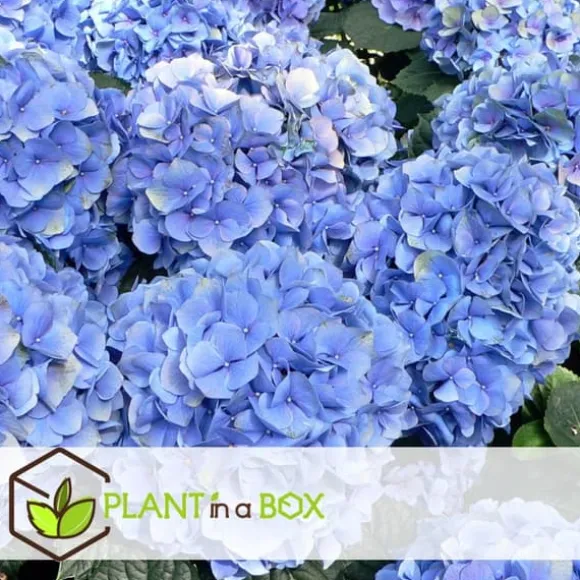 Havehortensia - Sæt med 6 - Hydrangea 'Early Blue' - Højde 25-40cm - ⌀9cm