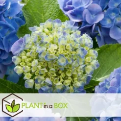 Havehortensia - Sæt med 6 - Hydrangea 'Early Blue' - Højde 25-40cm - ⌀9cm
