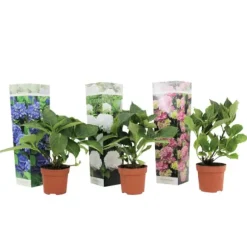 Havehortensia - Sæt med 3 - Hydrangea macrophylla - Højde 25-40cm - ⌀9cm