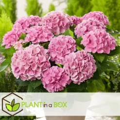Havehortensia - Sæt med 3 - Hydrangea macrophylla - Højde 25-40cm - ⌀9cm
