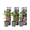 Havehortensia - Sæt med 3 - Hydrangea 'Early Pink' - Højde 25-40cm - ⌀9cm