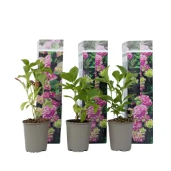 Havehortensia - Sæt med 3 - Hydrangea 'Early Pink' - Højde 25-40cm - ⌀9cm