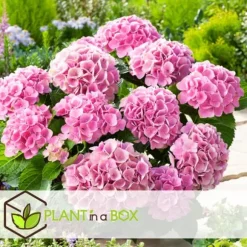 Havehortensia - Sæt med 3 - Hydrangea 'Early Pink' - Højde 25-40cm - ⌀9cm
