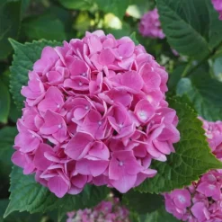 Havehortensia - Sæt med 3 - Hydrangea 'Early Pink' - Højde 25-40cm - ⌀9cm