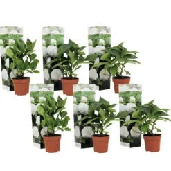 Havehortensia - Sæt med 6 - Hydrangea macrophylla 'Wudu' - Højde 25-40cm - ⌀9cm